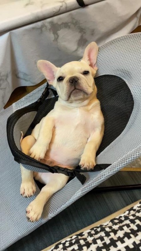 Mua cho 2 boss, khung chắc vải mềm, nhìn mặt 2boss là thấy uy tín r