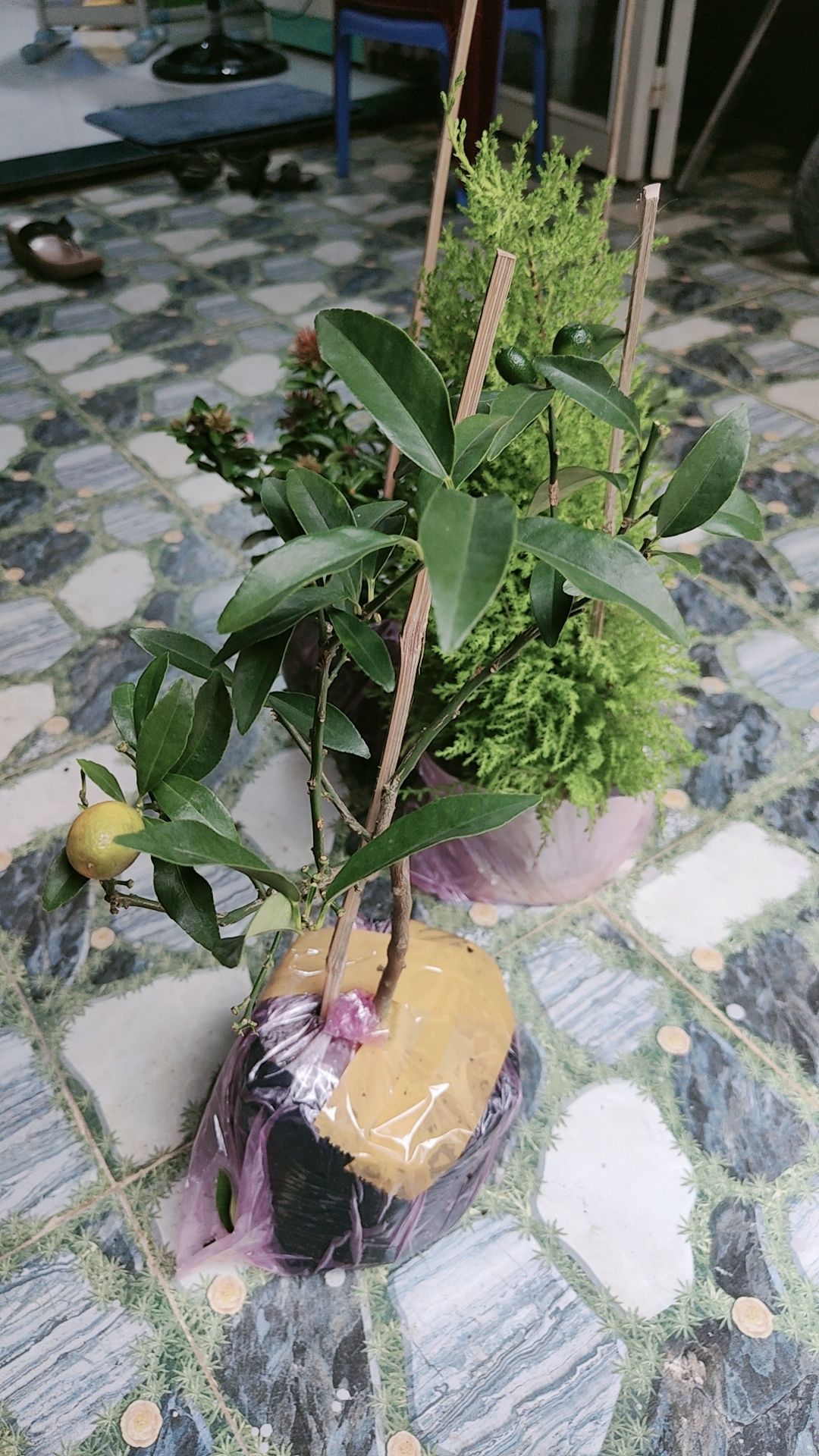 cây ổn, có 4 trái nhưng bị rơi 1 trái, nhánh hơi thưa tí nhưng có  phân bón, hy vọng chăm sóc sẽ lên tốt