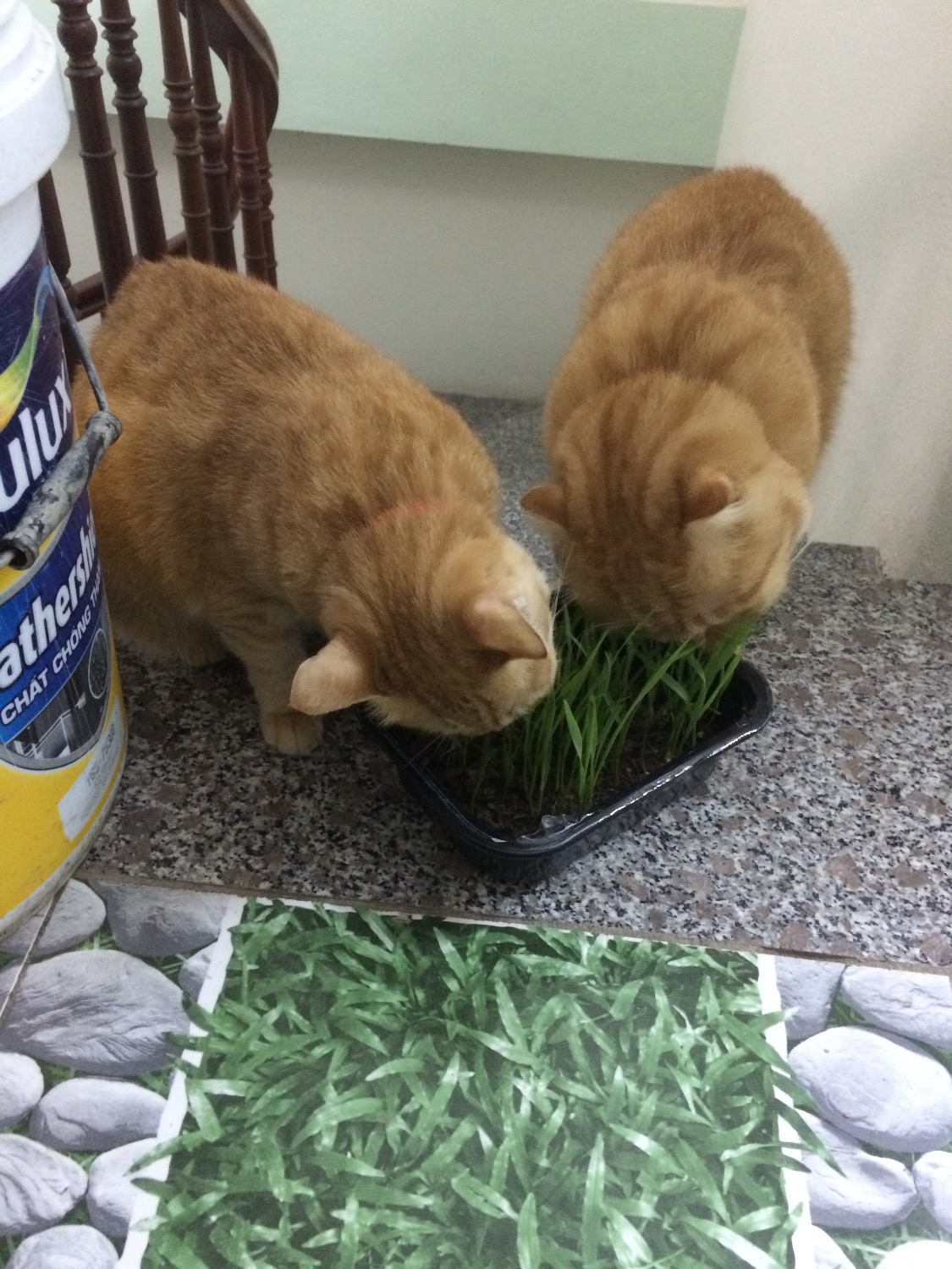 Mất khoảng một tuần để hạt giống nảy mẩm và chuyển thành cây. Mèo nhà mình ngửi vài cái là lao vào chiến luôn.