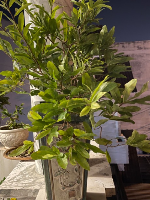 Hàng đợt này đế dép quá cứng,đợt Trc mang lần đầu thì mềm mại,lần này quá cứng đau chân,thất vọng