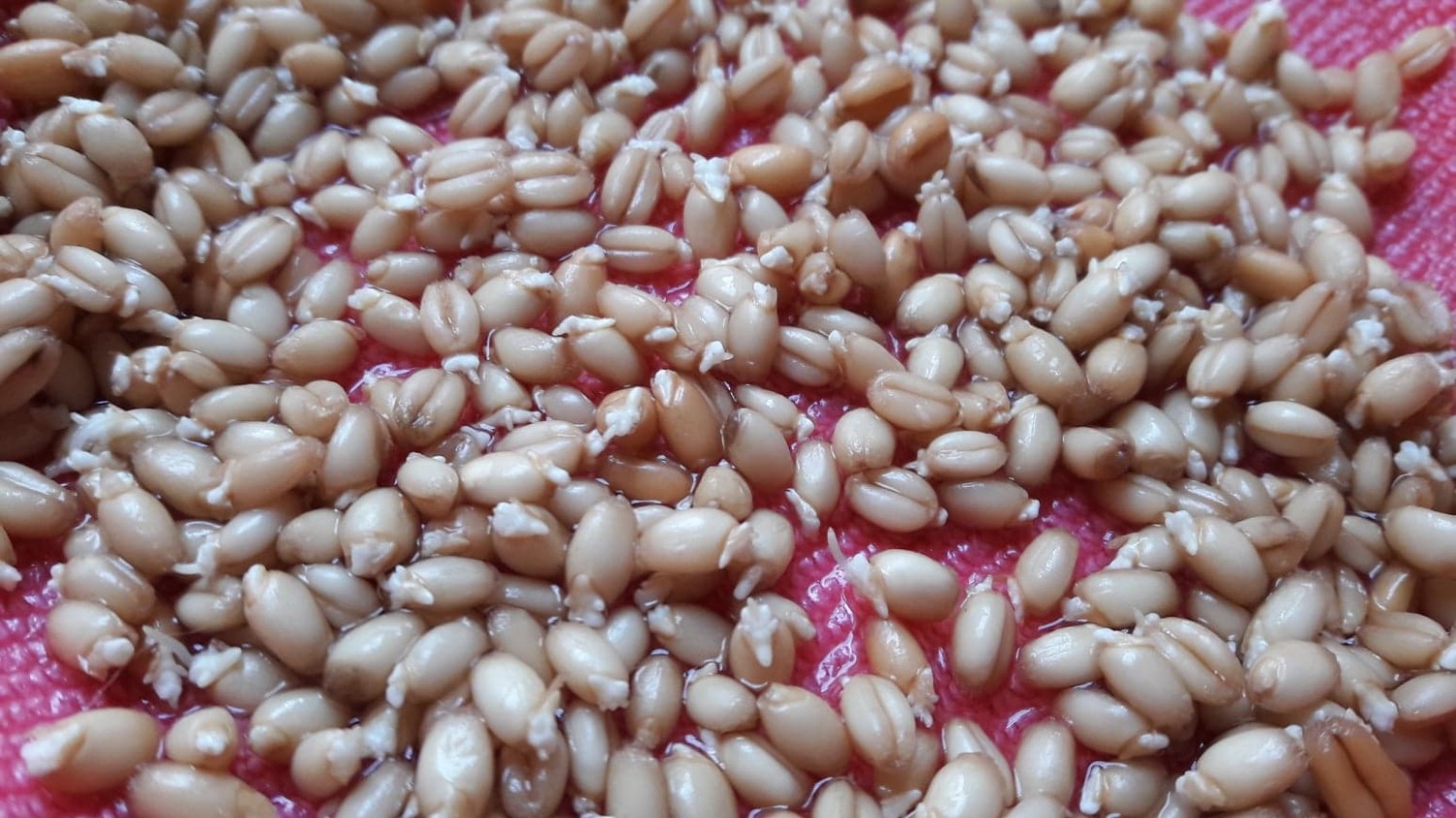 ngại đi xa mua nên quyết định mua thử, mặc kệ review trước đánh giá rất tệ. vậy mà lần đầu tiên trồng hạt nảy mầm 95%, lên thành cây chắc 80% do mình làm úng mất một ít.
Các bạn có thể google cách trồng hoặc tham khảo cách mình trồng nhé:
Bước 1: Ngâm nước ấm khoảng 10h (1 phần nước sôi - 3 phần nước lạnh)
Bước 2: Ủ hạt trong khăn ẩm khoảng 12h, lâu lâu thêm nước để khăn luôn ẩm nhé. Lúc này hạt sẽ nhú mầm
Bước 3: Rải hạt lên đất (mình chỉ cho 1 lớp mỏng đất chưa tới 1cm). Dùng khăn, giấy báo che lại tránh ánh sáng mặt trời 2 ngày đợi mầm lá mọc dài chút (khoảng 1-2cm)
Bước 4: Để chậu ra nắng bình thường, đợi thêm 3 ngày là thoải mái cắt cho các bệ hạ, hoảng hậu thưởng thức
ảnh đầu là mình chụp cuối bước 2 (sau 1 ngày), ảnh kế là sau khi gieo 4 ngày
cho 4 sao vì mắc quá, túi bé tí mà 24k