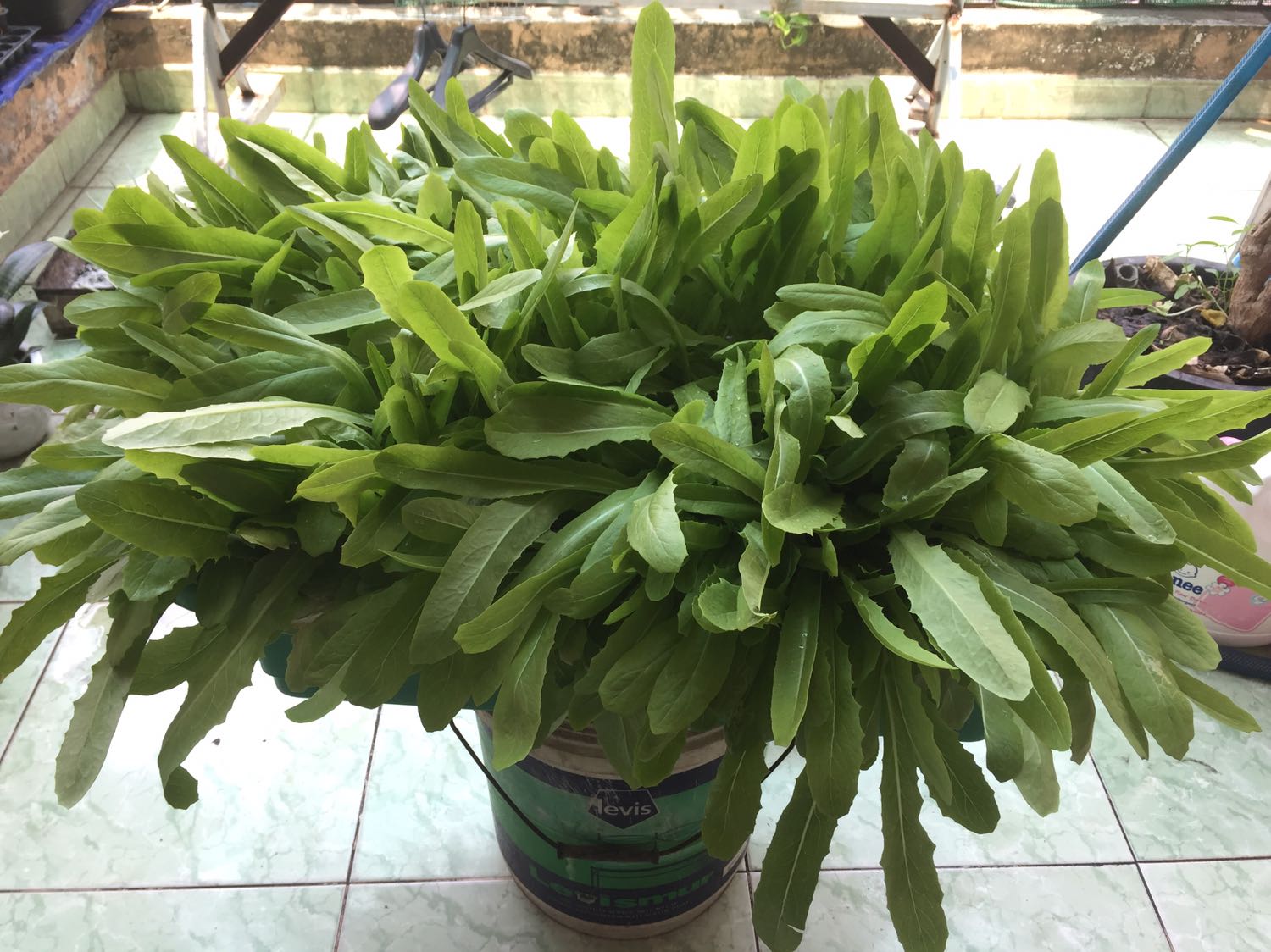 Nảy mầm rất tốt. Ăn cải này rất ngon. Nào hết hạt giống mình sẽ đặt tiếp. Cảm ơn Tiki