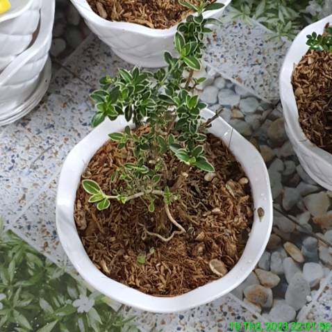 Cây quảng cáo trên shop thân khá lớn, cây giao thực thế thân nhiều cây nhỏ chụm lại