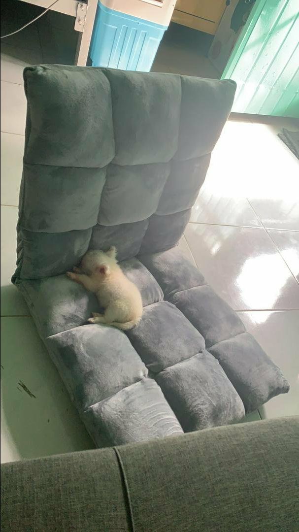 Ghế chắc chắn lắm nha mn , gập lên xuống dễ dàng, shop chuẩn bị hàng nhanh , bọc hàng cẩn thận , bên giao hàng tốt :)), ghế màu giống hình nha Ghế chắc chắn lắm nha mn , gập lên xuống dễ dàng, shop chuẩn bị hàng nhanh , bọc hàng cẩn thận , bên giao hàng tốt :)), ghế màu giống hình nha