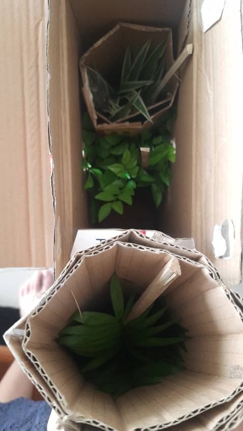 Cây đẹp, xinh, giao rất nhanh. Mình sẽ ủng hộ shop lâu dài 💚👍🏻