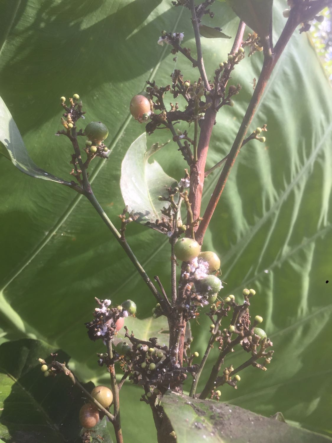 TiKi giao nhanh, 
Hạt giống đóng gói cẩn thận, hi vọng sẽ nảy mầm tốt.