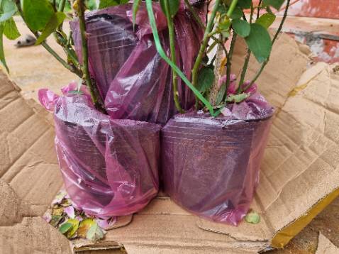 Giao đúng cây nha mọi người, đóng gói cẩn thận. Nên ủng hộ shop này