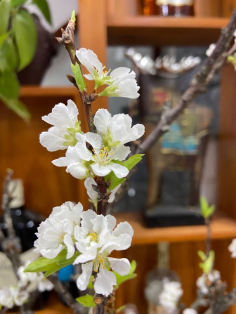 Chưa ăn nhưng thích hàng chính hãng.
Tiki giao hàng nhanh. Sẽ mua lại Ok