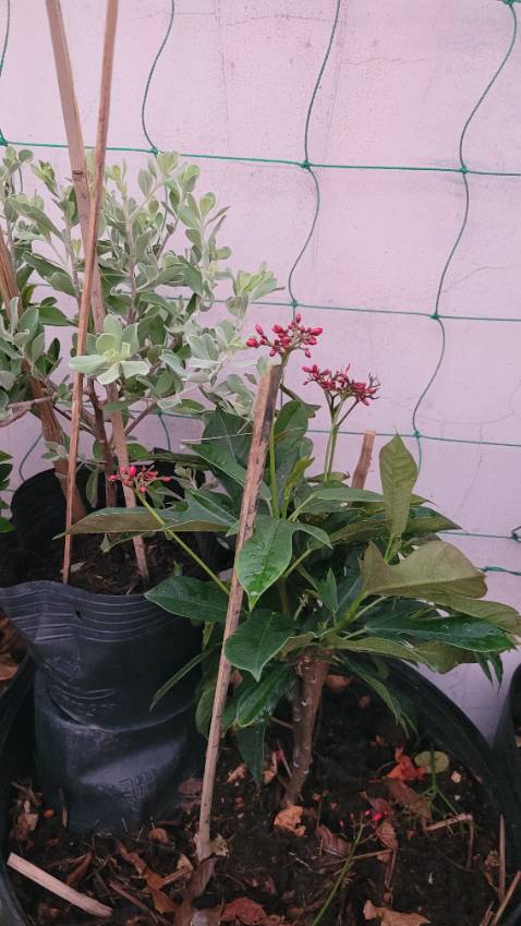 Ổn,cây cao khoảng 25cm,nhỏ chấp nhận được với giá 39k