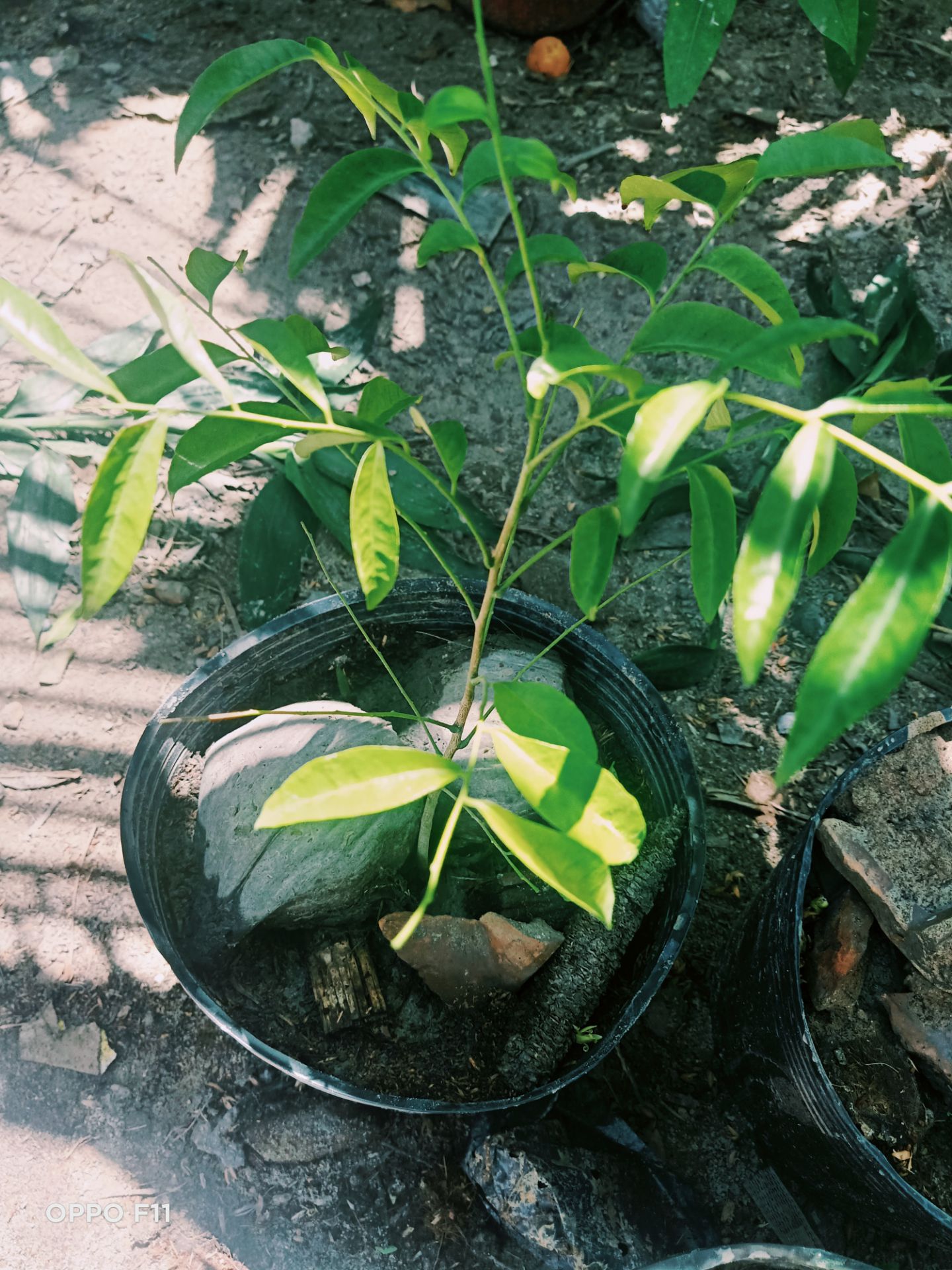 ok sản phẩm đẹp