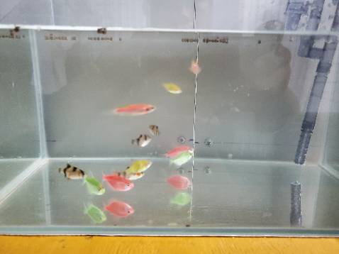 Dây đẹp, co dãn tốt. Hình ảnh mang tính không liên quan kk