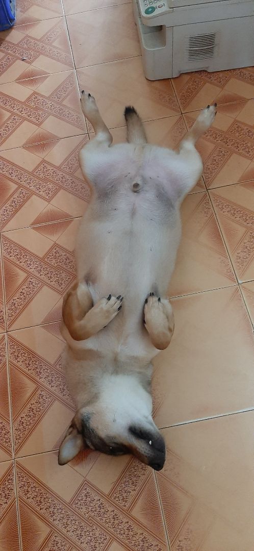 tiki giao hàng siêu nhanh. hàng chất lượng như hình, date xa. nhưng tuyệt nhất là mặc dù mua ít nhưng shop vẫn tặng kèm món quà xinh xắn và thiết thực. sẽ ủng hộ shop thật nhiều