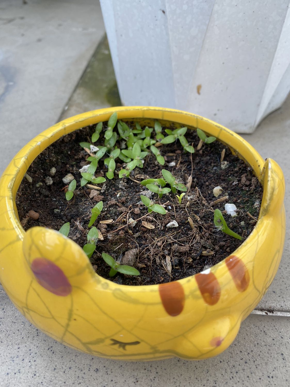 Cuốn sách mình mua lúc đang sale, sách khá mỏng và hơi cũ 1 tẹo. Đọc đi đọc lại nhiều lần thì okela á vì nội dung cũng không dài nhưng lại rất thú vị, phù hợp cho các bạn cần học và trau dồi khả năng đọc hiểu tiếng anh. Hình ảnh không liên quan lắm vì sau khi đọc, sách của em hơi bư rồi.