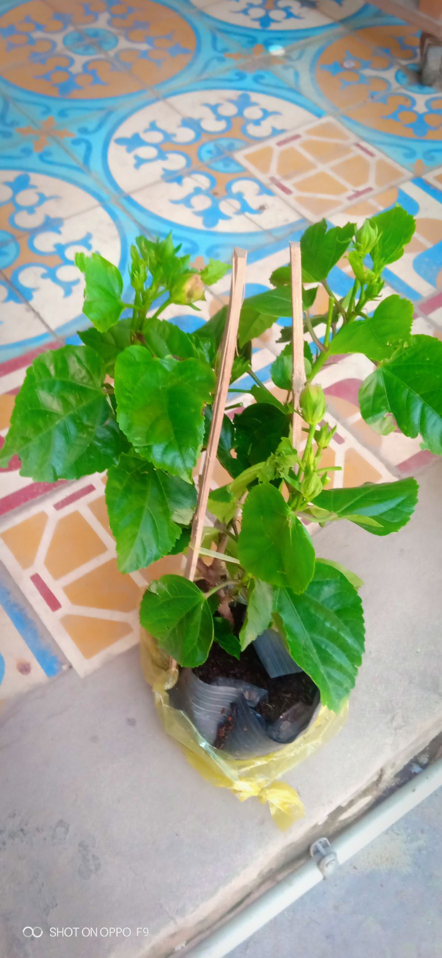 shop đóng gói kỷ cây còn tươi đúng như hình qc đã có nụ rất tiếc đã rụng mất mấy nu, đã mua của shop mấy lần shop đều gởi đúng hàng