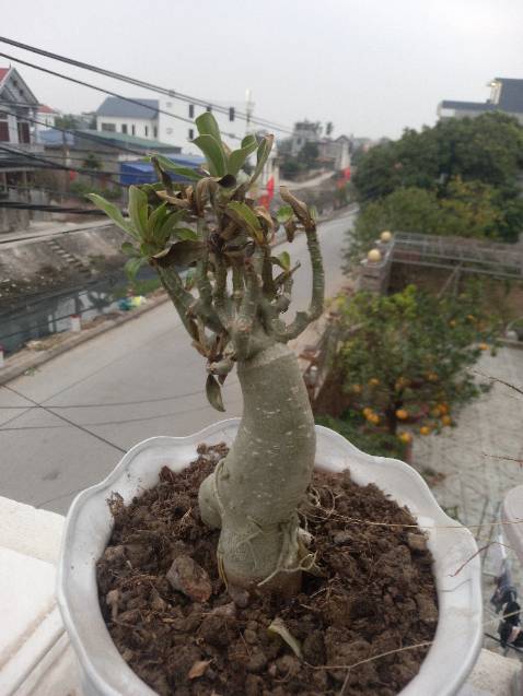 Cây khô héo,  chả biết tròng sống hay chết,  Đóng gói sản phẩm tốt,  chuyển hàng nhánh,  ko bị bóp méo