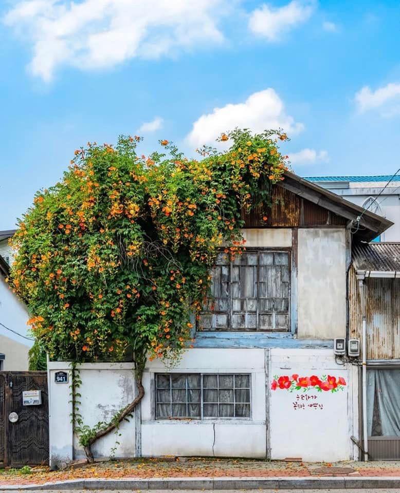 Rất nhiều lông
Nhổ mòn mỏi
Yến nở, giòn