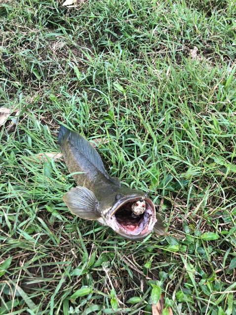 Đã nhận dc cần nhưng còn phải *** thêm mới biết dc. Thank shop