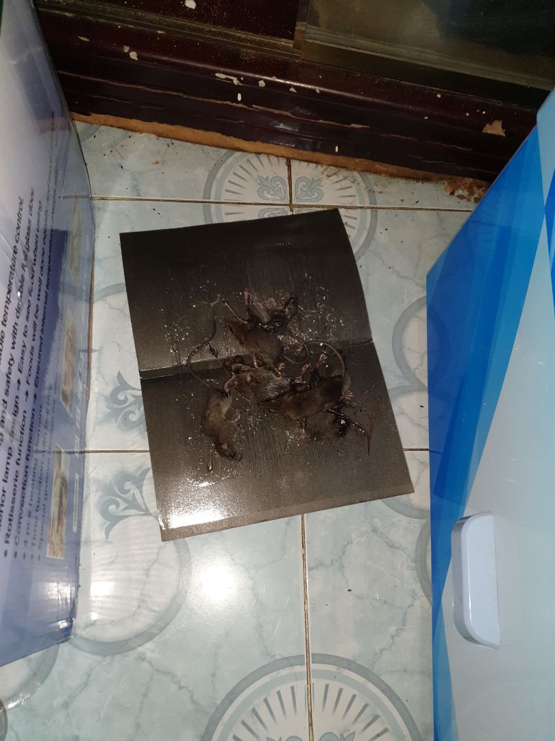 Nhận hàng về đặt bẫy từ trưa tới khuya chuột nó bị dính nhiều quá kêu phá không ngủ được luôn, thức dậy đếm thì ra 5 con đã mắc bẫy. Lúc gỡ chuột ra keo dính bết vào thân chuột rất khó gỡ. Không biết mấy ngày tới keo còn hiệu quả không nhưng hiện tại đang rất rất là hài lòng.
