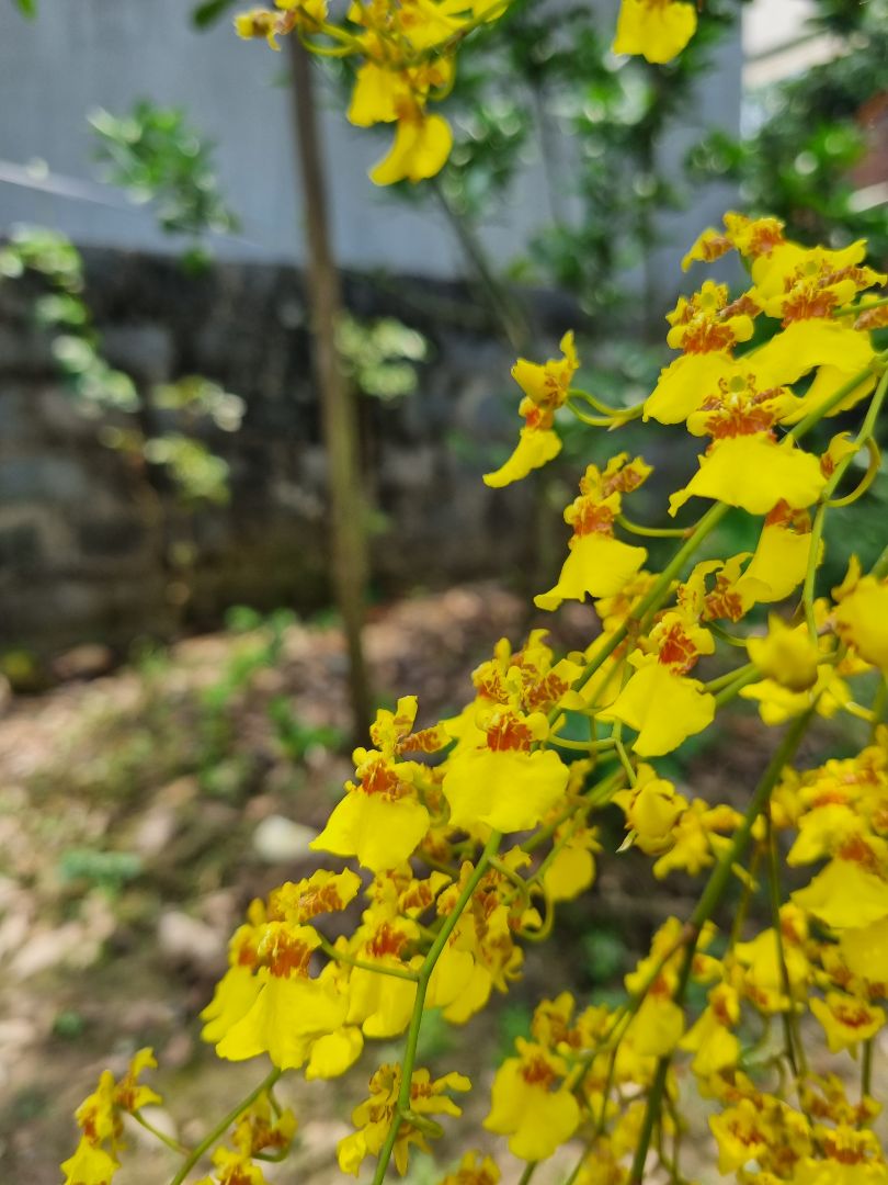 shop giao hàng nhanh, mình mua để ở nhà bố mẹ trồng! chờ thành quả nào! hình ảnh chỉ là cây trong vườn nhà mình thôi nè!