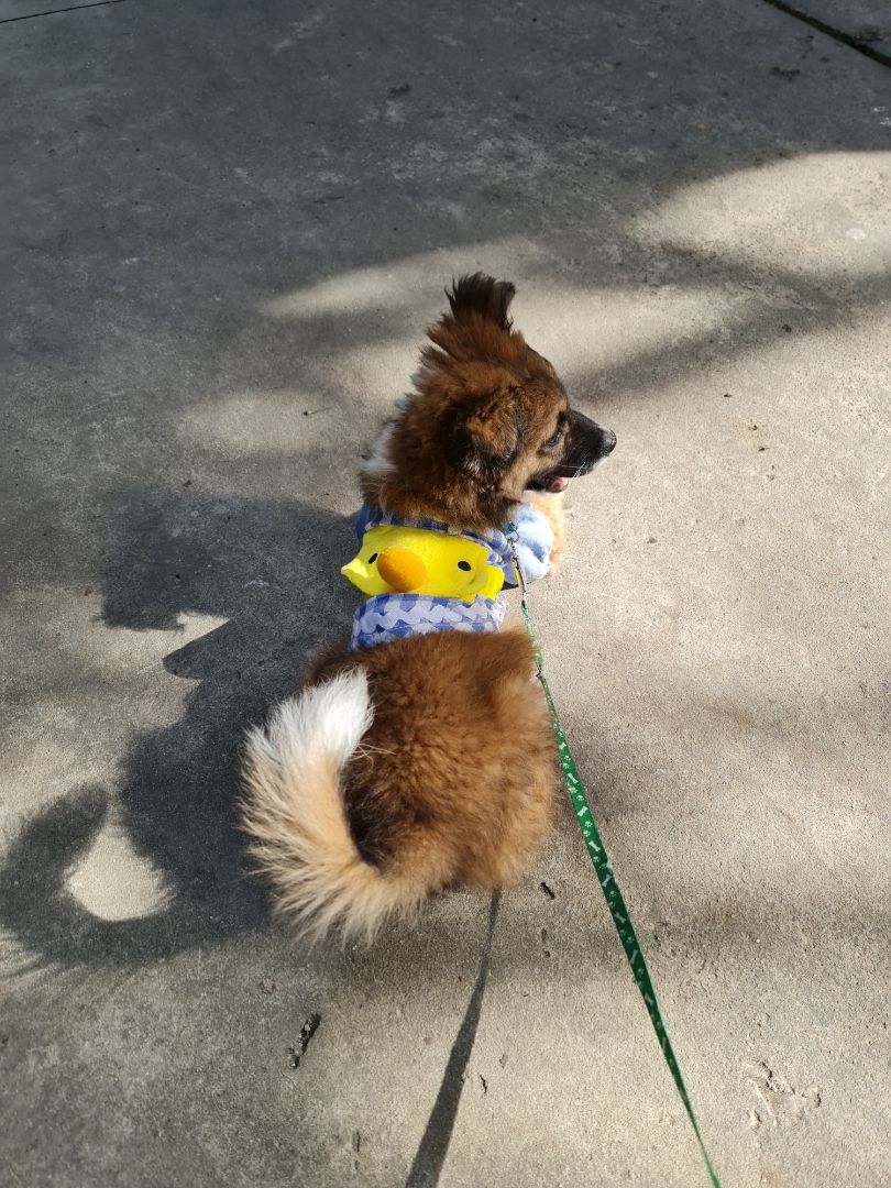 Dây hơi mỏng, không thích hợp cho cún nào đang trong giai đoạn ngứa răng. tuy nhiên không thể yêu cầu nhiều ở sản phẩm trong tầm giá này :D