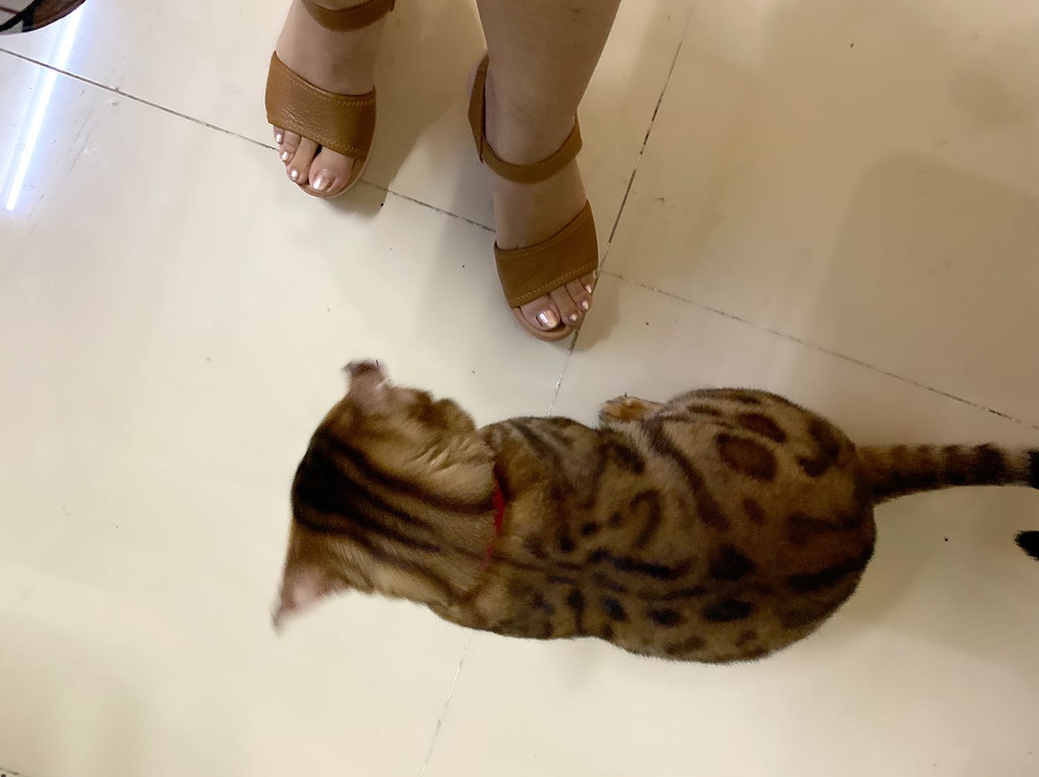 Giày đẹp, mang rất êm chân, quai dán xé rất tiện , cao vừa phải, khoảng 7 cm. Rất ưng ý! Giày đẹp, mang rất êm chân, quai dán xé rất tiện , cao vừa phải, khoảng 7 cm. Rất ưng ý!