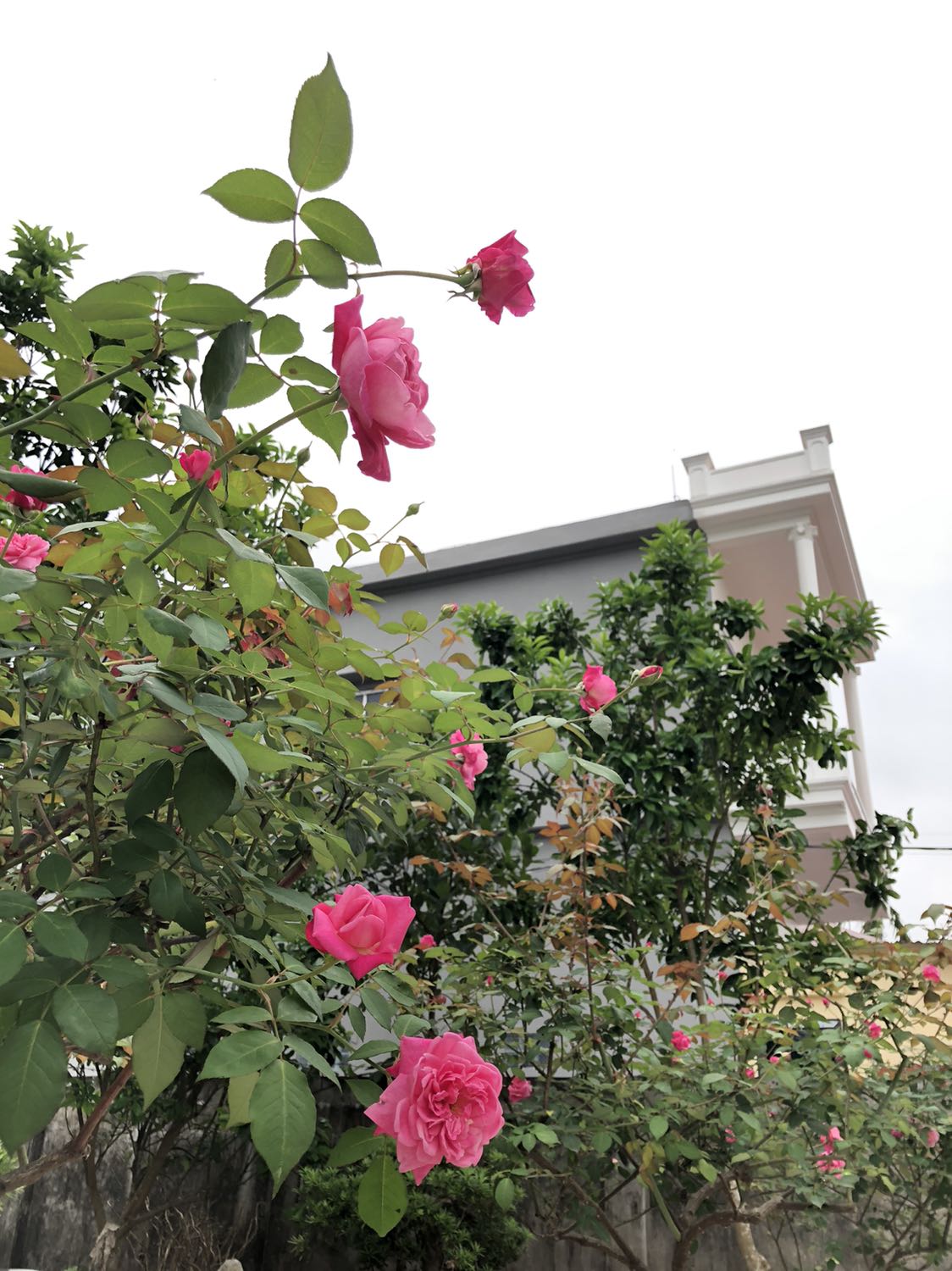 Giao hàng hơi lâu. Quần chất liệu cũng ok.