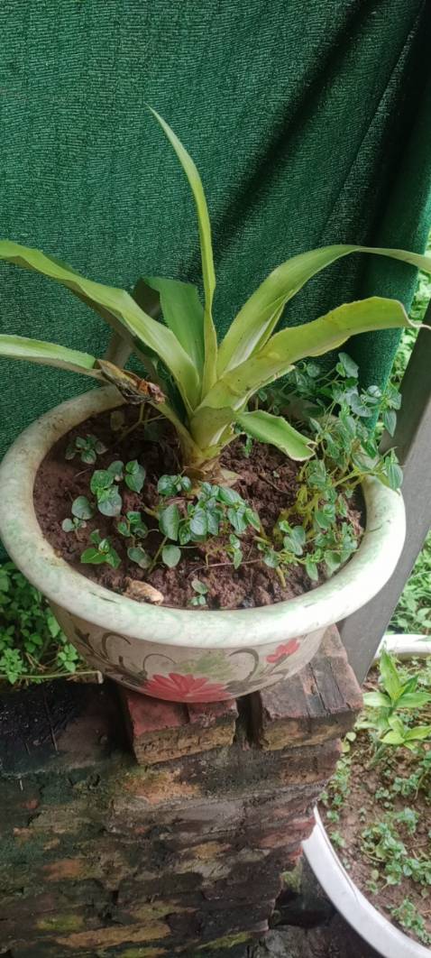 Hương vị thơm ngon, dễ uống,bao bì mẫu mã sản phẩm đẹp. Ông ship dễ thương.