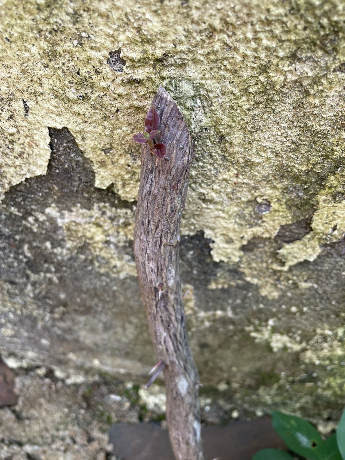 Đóng gói kỹ. Mới dùng nên chưa biết công dụng ntn, mong sẽ tốt