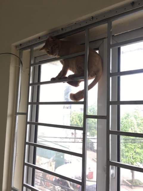 Máy nhỏ gọn và hỗ trợ việc dọn dẹp nhà cửa tốt, mình mới dùng chưa biết có bền lâu không nhưng khá hài lòng. Mới mua về cho chạy thử làm con mèo sợ quá trèo tót lên tận cửa sổ. Máy hút được lông mèo và cát vệ sinh rất tốt.