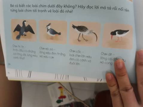 Sách màu in rõ khá đẹp có sticker , nêu 1 số ít trong rất nhiều thứ mình k biết và mình thấy ít gặp chim dẽ, chim cốc hoa violet, hoa cúc mát bò, hoa mao lương vàng, hoa mỏ hạc. Nội dung thì mình k thấy hứng thú và tương tác  chút nào.