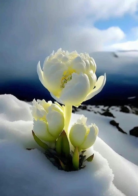 Shop giao hàng cũng nhanh lắm nha, hỗ trợ lắp đặt lun nè, ghế massage toàn thân nên thoải mái nè. Mua về tặng ba mẹ là hợp lý