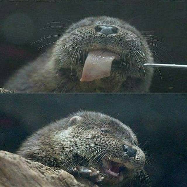 Máy rất xịn. Không ngờ giá laih rẻ như vậy.
Nhưng mà phần nắp khi kéo ra kéo vào hơi cứng nhé.