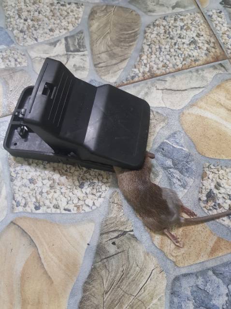 Bằng nhựa nên rất an toàn. K hề yếu. Đủ kẹp mấy e chuột thành phố. :)) bắt k trật phát nào. Quá hài lòng với giá này