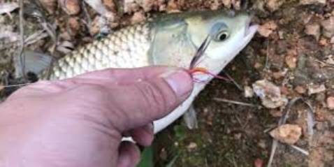 Shop nhiệt tình và biết thông cảm cho khách hàng đồ câu chất lượng