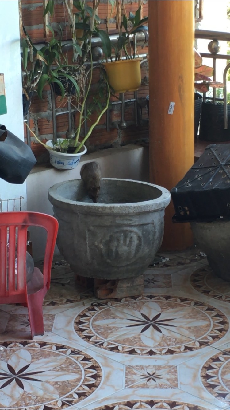 Sản phẩm quá hay. Chỗ mình xuất hiện 1 đàn khoảng 3-4 con cực to và rất khôn. Dùng keo dính, nó bò vào ăn hết đồ ăn rồi bò ra như thường. Không bao giờ sập bẫy lồng. Bò qua bò lại chỗ mình để long não. Mèo thấy còn sợ. Nói chung bọn này thành tinh rồi.
Mình rải nửa gói, chuột ăn hết luôn. 
Còn nửa gói cất đi, chuột tự tìm ra, cắn xé vỏ rồi ăn hết.
4 ngày sau không có chuyện gì xảy ra.
Đến ngày thứ 5 mình thấy chuột bắt đầu đi chậm lại. ( Bình thường thấy người là chạy toán loạn. Giờ thì bò từ từ ). Rồi mình thấy nó uống nước ở chậu cá.
Đến ngày thứ 6 thì thấy chuột nằm im. Mình tới gần thì nó chạy vào trong khe tường. 
Nhưng 1 lát sau lại bò ra ngoài rồi mới chết. Sản phẩm quá hay. Chỗ mình xuất hiện 1 đàn khoảng 3-4 con cực to và rất khôn. Dùng keo dính, nó bò vào ăn hết đồ ăn rồi bò ra như thường. Không bao giờ sập bẫy lồng. Bò qua bò lại chỗ mình để long não. Mèo thấy còn sợ. Nói chung bọn này thành tinh rồi.
Mình rải nửa gói, chuột ăn hết luôn. 
Còn nửa gói cất đi, chuột tự tìm ra, cắn xé vỏ rồi ăn hết.
4 ngày sau không có chuyện gì xảy ra.
Đến ngày thứ 5 mình thấy chuột bắt đầu đi chậm lại. ( Bình thường thấy người là chạy toán loạn. Giờ thì bò từ từ ). Rồi mình thấy nó uống nước ở chậu cá.
Đến ngày thứ 6 thì thấy chuột nằm im. Mình tới gần thì nó chạy vào trong khe tường. 
Nhưng 1 lát sau lại bò ra ngoài rồi mới chết.