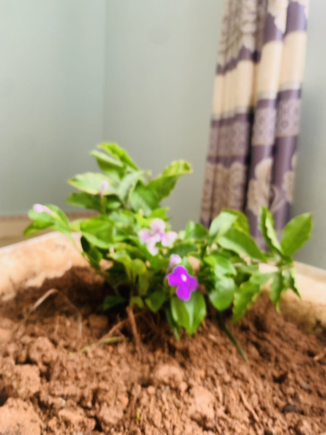 treo đầu dê bán thịt ***! hơn 80.000đ/1 cây mà cấy quá bé không giống quảng cáo, cây cao khoảng 15 cm, shop *** dối khách hàng, đề nghị shope tẩy chay shop này ngay để khỏi mất uy tín đói với khách hàng?