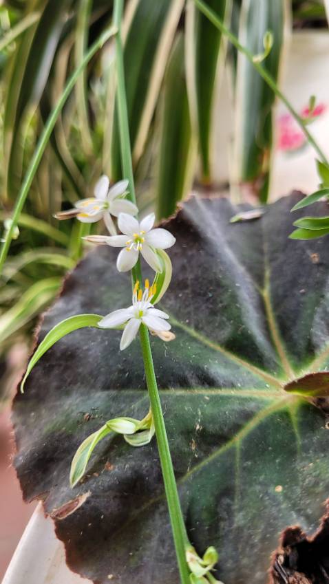 Giao hàng nhanh, có hsds rõ ràng. Có tặng kèm kim xi lanh để hút không khí ra.