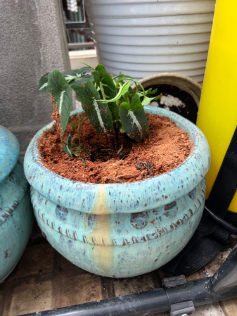 Cây nhỏ hơn hình và không đẹp