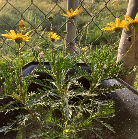 Cây xanh tốt hoa nhiều rồi ạ