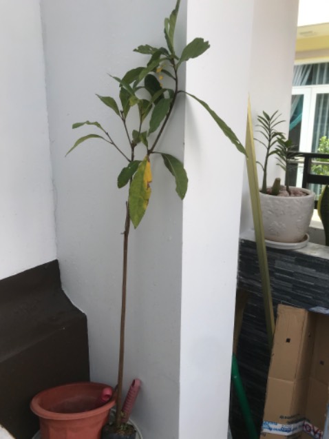 Cây nhỏ, lá vàng, không giống như hình, quá thất vọng