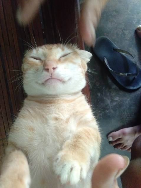 Giao hành nhanh,  shipper thân thiện,  shop có nhiêud mã khuyến mãi mãi,  chất lượng hàng hóa tốt,  tặng shop và tiki 5 sao