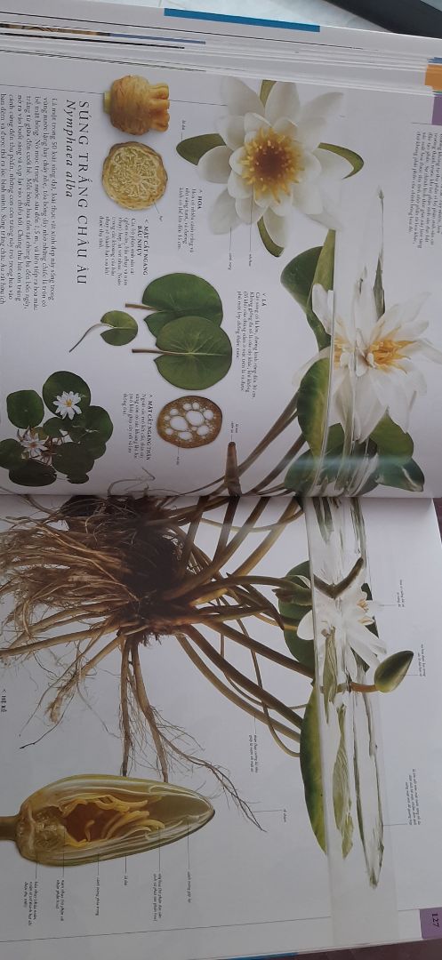 giao hành nhanh, sách dày, ảnh đẹp, to, rõ, đọc dễ hiểu, hơi nặng nha mn :))), nên mua nha mn