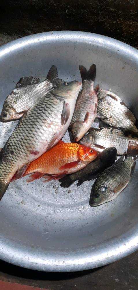 Ngon bổ rẻ ae nên mua nhé,shop tư vấn hỗ trợ nhiệt tình.