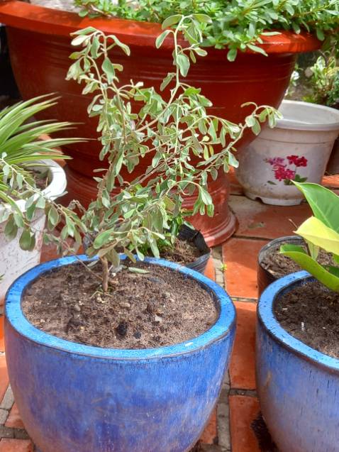 Thời gian giao hàng lâu hơn mọi khi, nên cây bị rụng lá khá nhiều.