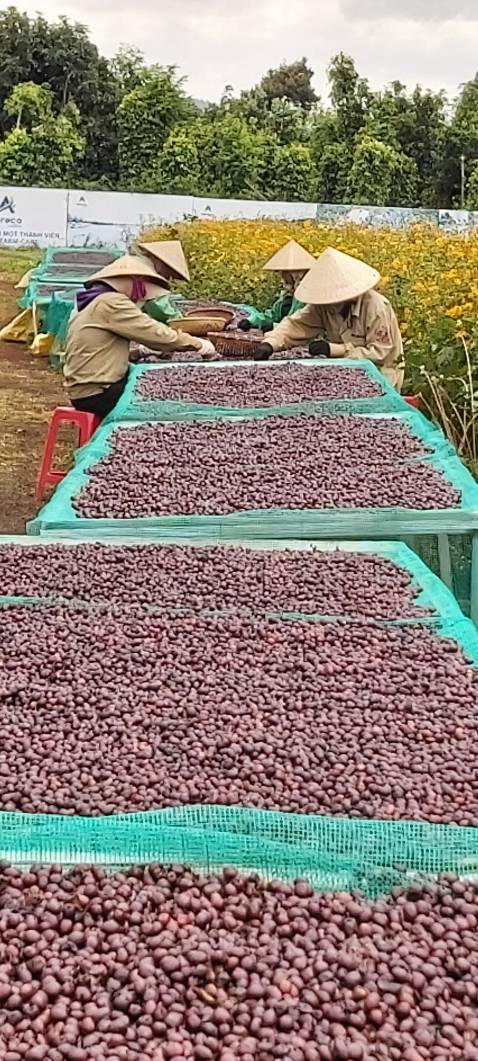 Sản phẩm đóng gói đẹp, chỉnh chu, chất lượng cao, hương, vị, axit hài hòa, phù họep cho người sành cà phê