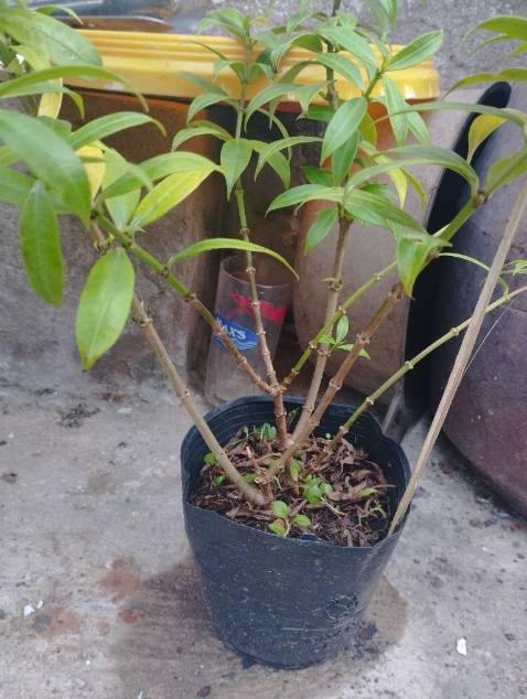 Giao hàng nhanh hơn dự kiến. Tuy nhiên cây bị gãy cành và có hơi vàng lá. Nói chung khá ổn. Hi vọng cây sống khỏe và cho hoa đẹp.