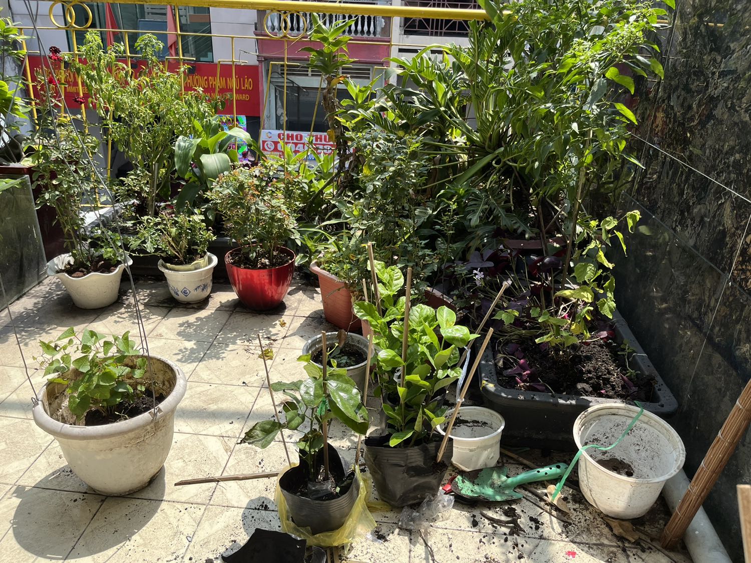 Không nhận được cây này mà nhận được cây khác ko biết tên