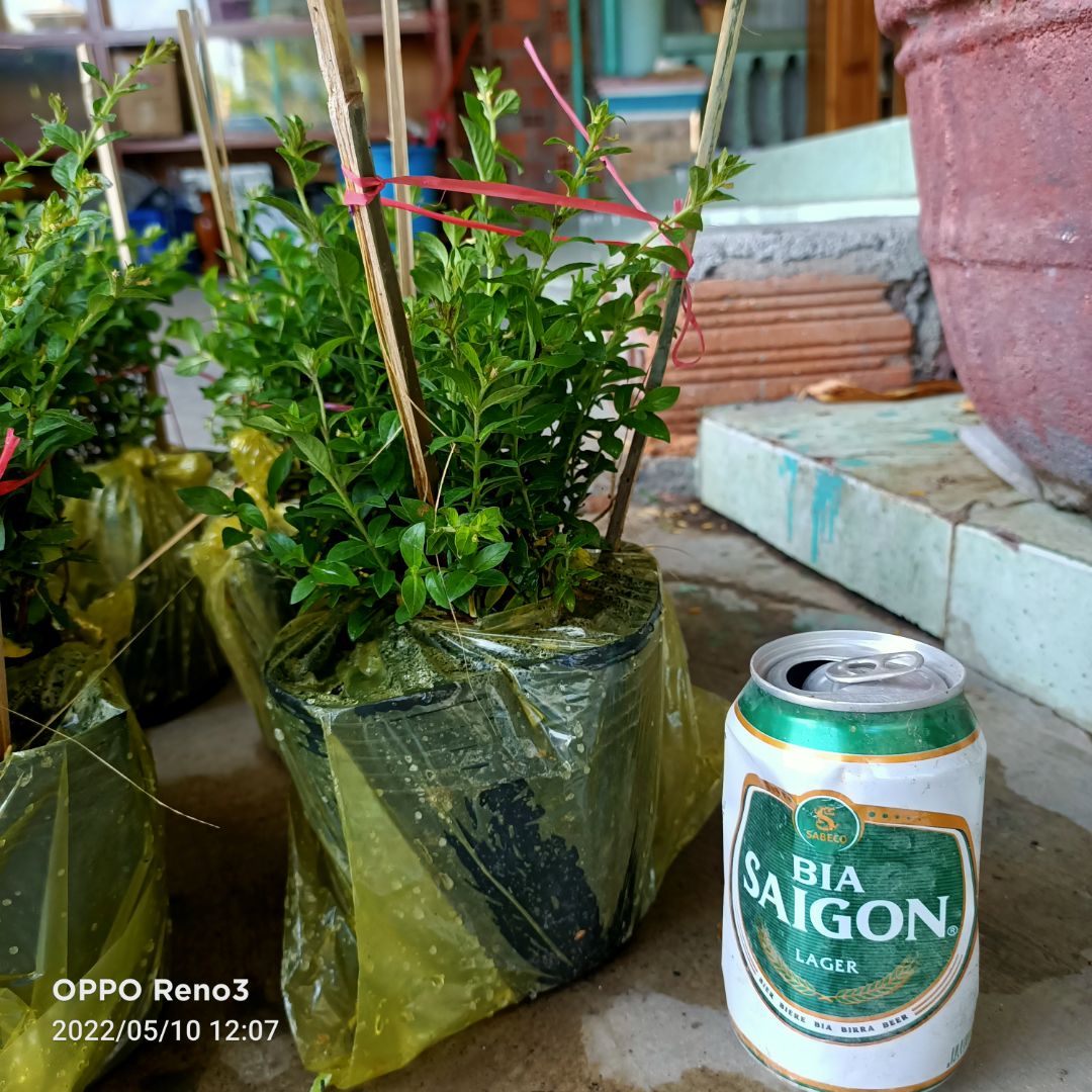 Phù hợp giá tiền, cây xanh tốt.