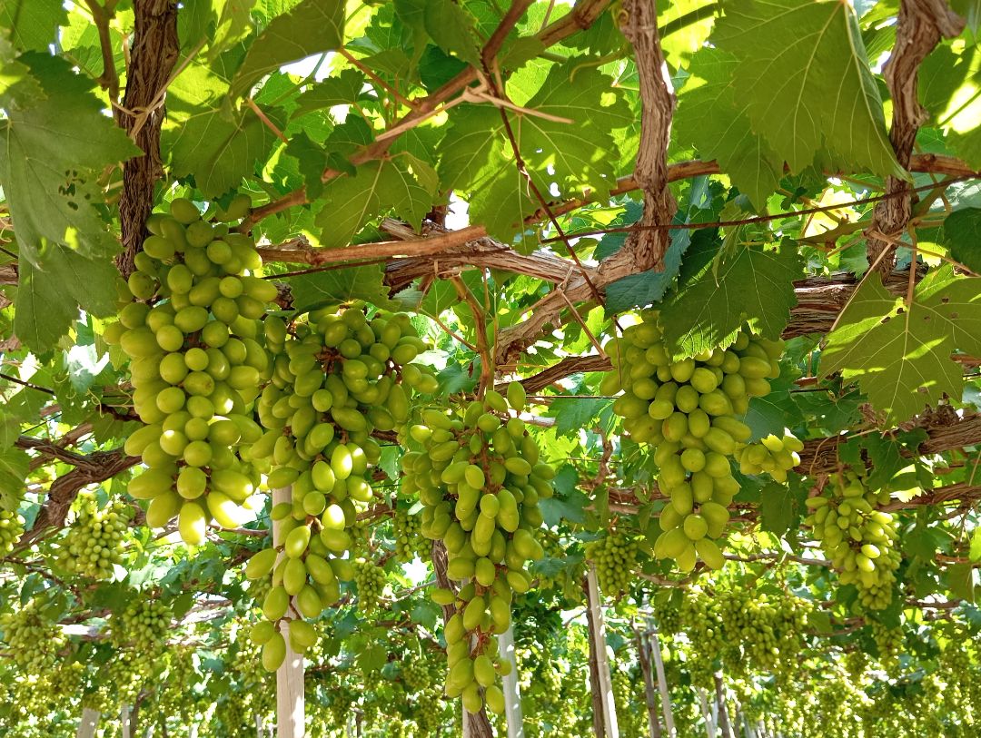 Nhà có sử dụng chiếc xe Vios đời cao lăn bánh 2O16 cam kết không đâm đụng, ngập nước, máy móc nguyên zin, nguyên zin hết cả xe nhé, bảo dưỡng thường xuyên nên rất đẹp và còn chất rất nhiều Xe màu vàng cát nên rất sang trọng, form dáng dài, 4 vành đúc, 4 lốp mới thay, xin nhan tích hợp trên gương, gương kính chỉnh điện
Nội thất nguyên bộ da ghế màu kem, bộ lót sàn 5D, trần nỉ đều cùng tông màu như xe sang