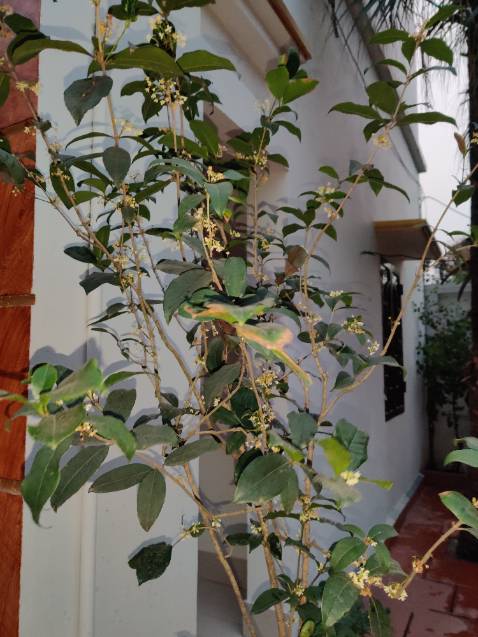 Muốn chạy bộ mà ra ngoài bụi và nguy hiểm em chọn mua máy chạy mn ạ-)))) khả năng chịu lực tốt, máy chắc chắn , shop đóng gói tốt , hàng nguyên đai nguyên kiện, rất tốt và xứng đáng sắm 1 em về nhà nheee, cả nhà cùng dùng đc lunnnn